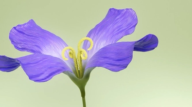 obj-image