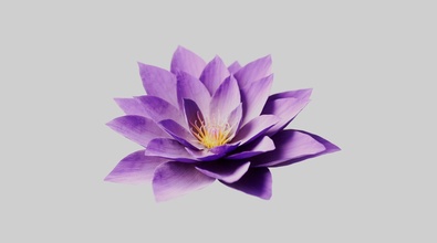 Blooming Flowers