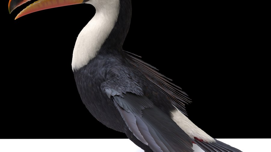 Toucan Render in Karma XPU