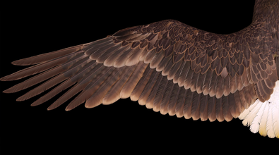 Feathers