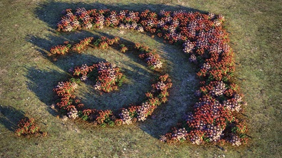 Flower power 2