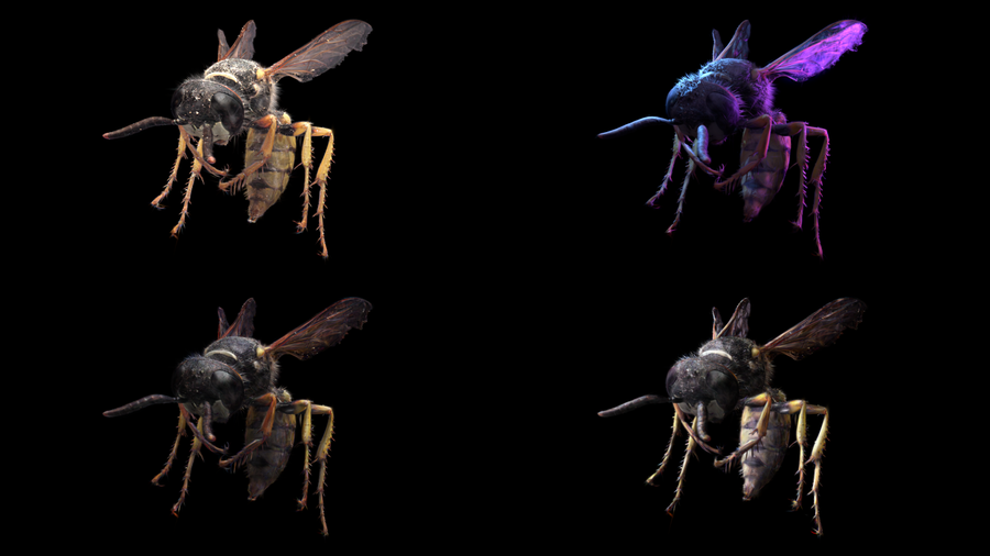 Wasp GSplat lighting variations