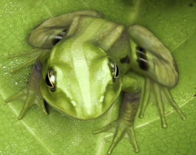 Frogs
