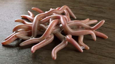 Worms