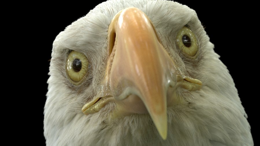 Eagle closeup render in Karma XPU.