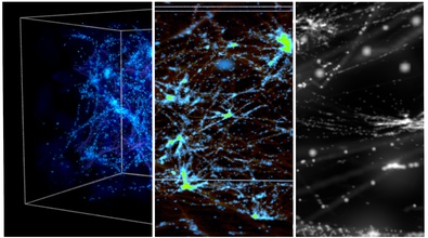 Building the Cosmic Web