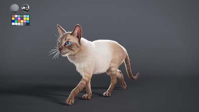 Lynx point Siamese cat