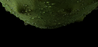 Fruits droplet