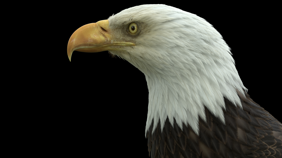 Eagle render in Karma XPU.