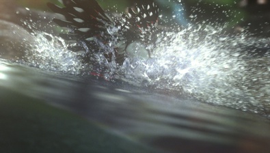 Flip Bird Diving