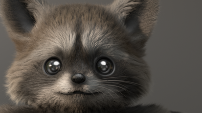 Little Raccoon