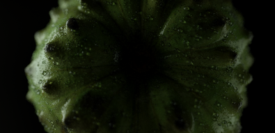 Fruits droplet 02