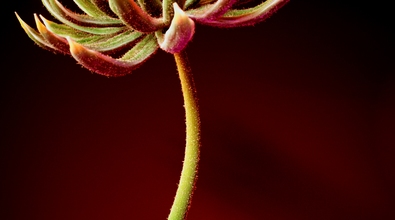 obj-image
