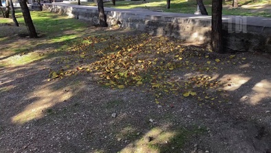 Autumn Leaves Dancing With the Wind!