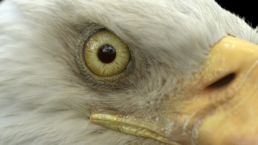 Eagle closeup render in Karma XPU.