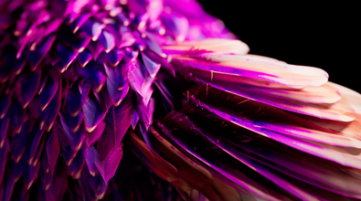 Feathers | CFX Learning Path | SideFX