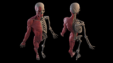 Mastering Muscles Sidefx